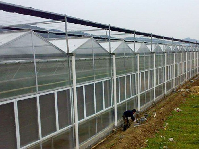 連體陽光板溫室